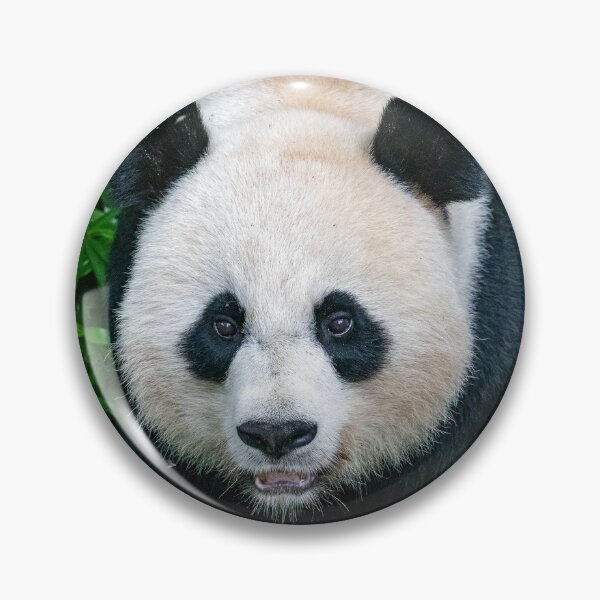 Item preview, Giant Panda Mei Xiang at the Smithsonian's National Zoo designed and sold by Zoo and Nature Photography by Karie.