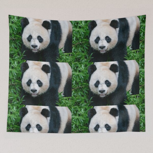 Item preview, Giant Panda Mei Xiang at the Smithsonian's National Zoo designed and sold by Zoo and Nature Photography by Karie.
