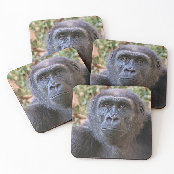 Item preview, Moke the Gorilla at the Smithsonian's National Zoo designed and sold by Zoo and Nature Photography by Karie.