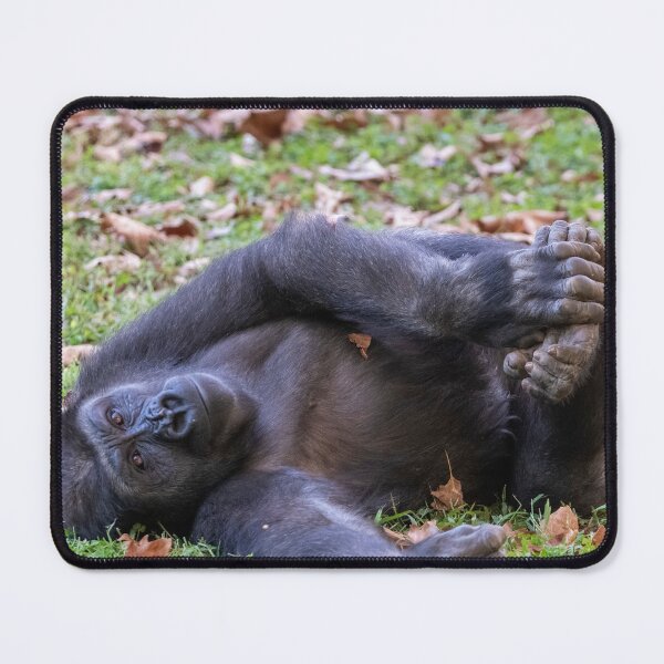 Item preview, Gorilla Moke at the Smithsonian's National Zoo designed and sold by Zoo and Nature Photography by Karie.