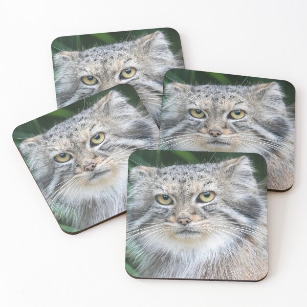 Item preview, Pallas's Cat Akar at the Smithsonian's National Zoo designed and sold by Zoo and Nature Photography by Karie.