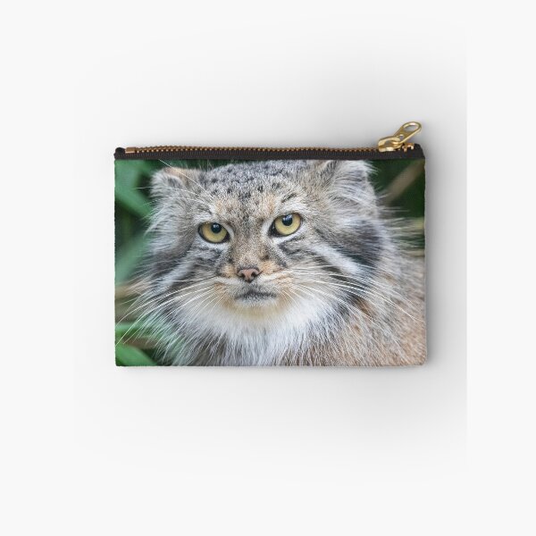 Item preview, Pallas's Cat Akar at the Smithsonian's National Zoo designed and sold by Zoo and Nature Photography by Karie.