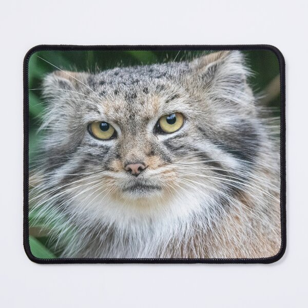 Vista previa del artículo con la obra «Gato Akar de Pallas en el Zoológico Nacional del Smithsonian», diseñado y vendido por Zoo and Nature Photography by Karie.