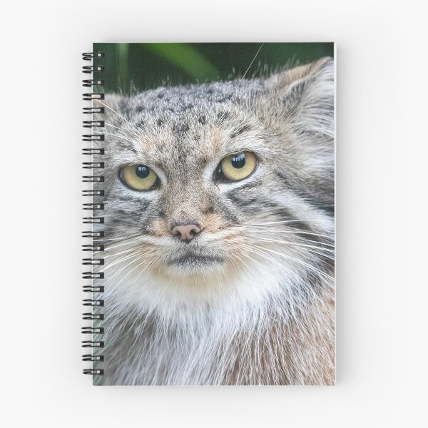 Item preview, Pallas's Cat Akar at the Smithsonian's National Zoo designed and sold by Zoo and Nature Photography by Karie.