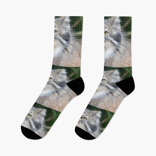 Item preview, Pallas's Cat Akar at the Smithsonian's National Zoo designed and sold by Zoo and Nature Photography by Karie.