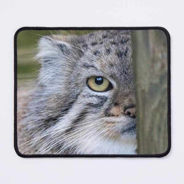 Item preview, Peek-a-boo with Pallas's Cat Akar at the Smithsonian's National Zoo designed and sold by Zoo and Nature Photography by Karie.