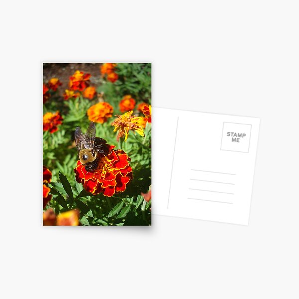 Farewell to Fall - a very handsome Bumbleboy Postcard