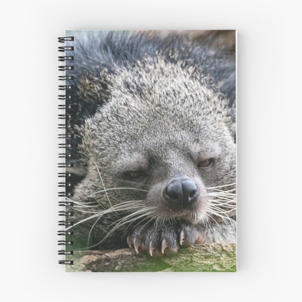 Item preview, Hank the Binturong at the Smithsonian's National Zoo designed and sold by Zoo and Nature Photography by Karie.