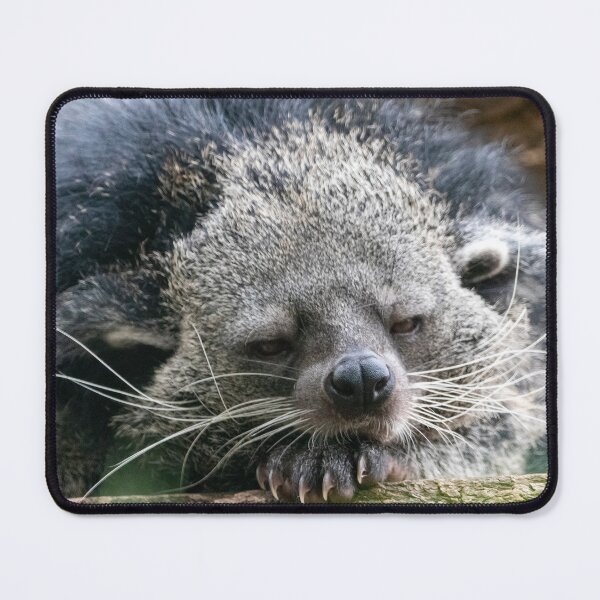 Item preview, Hank the Binturong at the Smithsonian's National Zoo designed and sold by Zoo and Nature Photography by Karie.