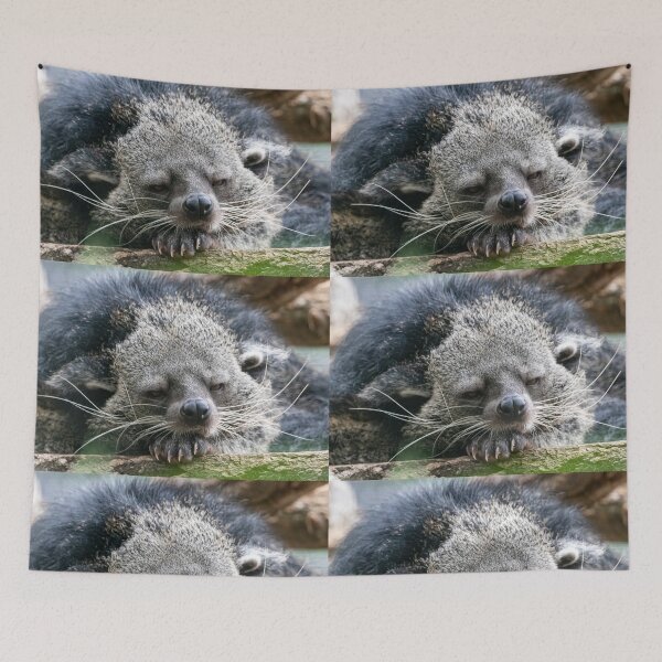 Item preview, Hank the Binturong at the Smithsonian's National Zoo designed and sold by Zoo and Nature Photography by Karie.