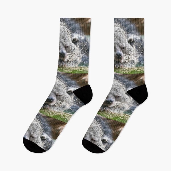 Item preview, Hank the Binturong at the Smithsonian's National Zoo designed and sold by Zoo and Nature Photography by Karie.