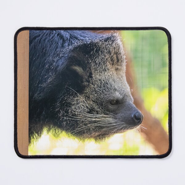 Item preview, Lola the Binturong at the Smithsonian's National Zoo designed and sold by Zoo and Nature Photography by Karie.