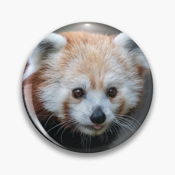 Item preview, Red Panda at the Smithsonian's National Zoo designed and sold by Zoo and Nature Photography by Karie.