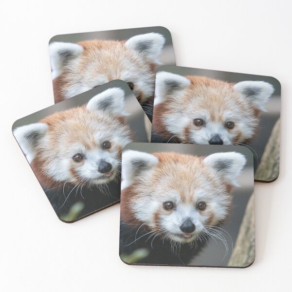 Item preview, Red Panda at the Smithsonian's National Zoo designed and sold by Zoo and Nature Photography by Karie.