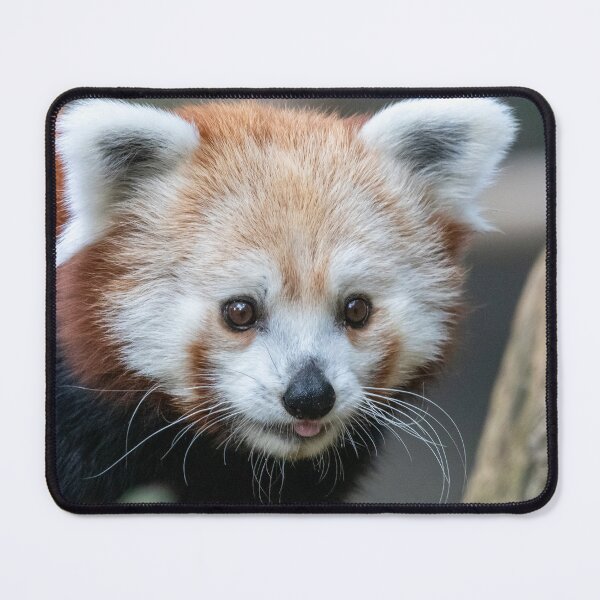 Item preview, Red Panda at the Smithsonian's National Zoo designed and sold by Zoo and Nature Photography by Karie.