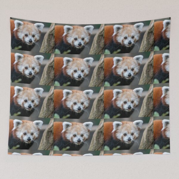 Item preview, Red Panda at the Smithsonian's National Zoo designed and sold by Zoo and Nature Photography by Karie.