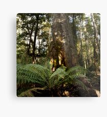 tahune forest Metal Print