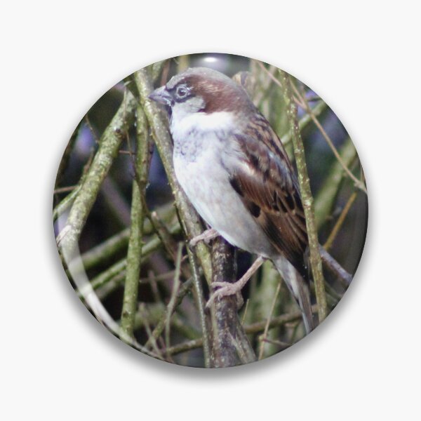 Item preview, house sparrow designed and sold by KathleenDawson.