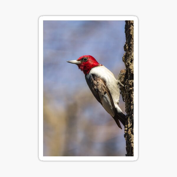 On the Lookout Sticker
