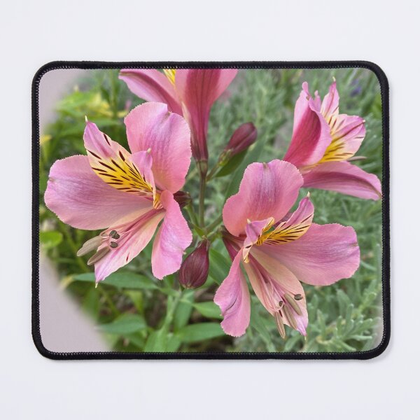 Item preview, Alstromeria aurea designed and sold by indiafrankk.