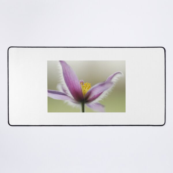 Item preview, Pulsatilla vulgaris designed and sold by angel1.