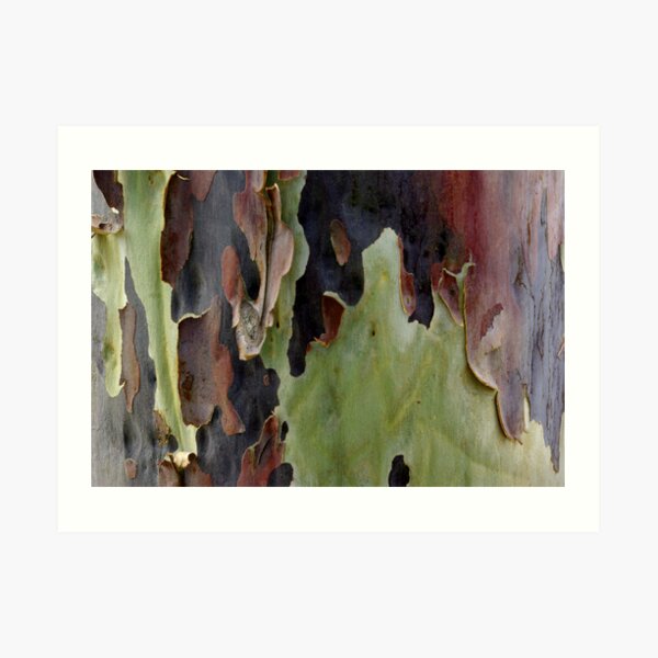 Blistering Gum Bark Art Print