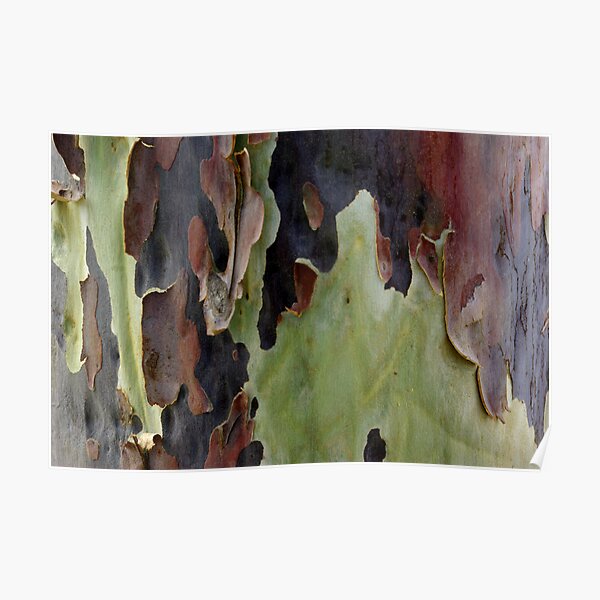 Blistering Gum Bark Poster