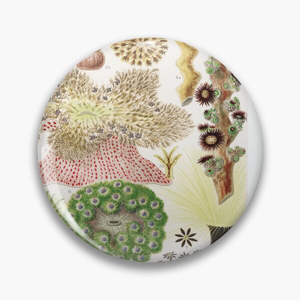 Item preview, Great Barrier Reef Anemones from The Great Barrier Reef of Australia  by William Saville Kent  ,the great barrier reef of australia, the great barrier reef,coral in the great barrier reef, designed and sold by Tamas Das.