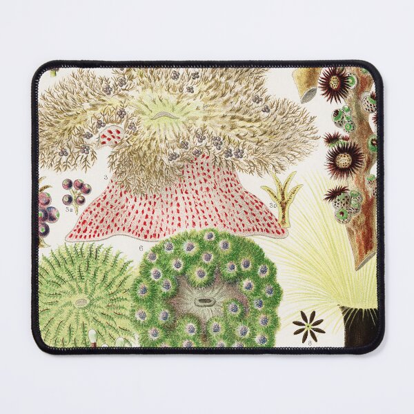 Item preview, Great Barrier Reef Anemones from The Great Barrier Reef of Australia  by William Saville Kent  ,the great barrier reef of australia, the great barrier reef,coral in the great barrier reef, designed and sold by Tamas Das.