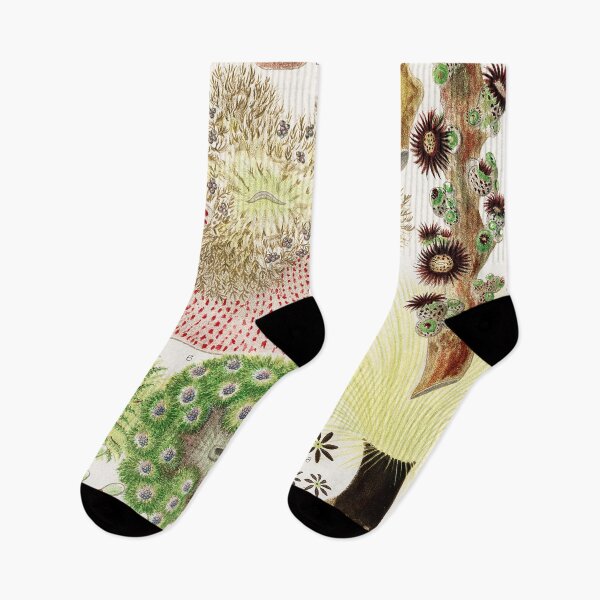 Item preview, Great Barrier Reef Anemones from The Great Barrier Reef of Australia  by William Saville Kent  ,the great barrier reef of australia, the great barrier reef,coral in the great barrier reef, designed and sold by Tamas Das.