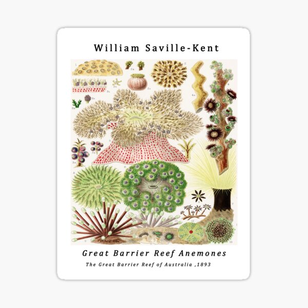 Artikel-Vorschau von Anemonen des Great Barrier Reef vom Great Barrier Reef in Australien von William Saville Kent, das Great Barrier Reef in Australien, das Great Barrier Reef, Korallen im Great Barrier Reef,, designt und verkauft von Tamas Das.