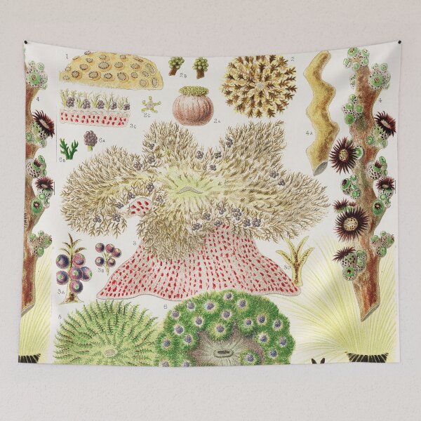 Item preview, Great Barrier Reef Anemones from The Great Barrier Reef of Australia  by William Saville Kent  ,the great barrier reef of australia, the great barrier reef,coral in the great barrier reef, designed and sold by Tamas Das.