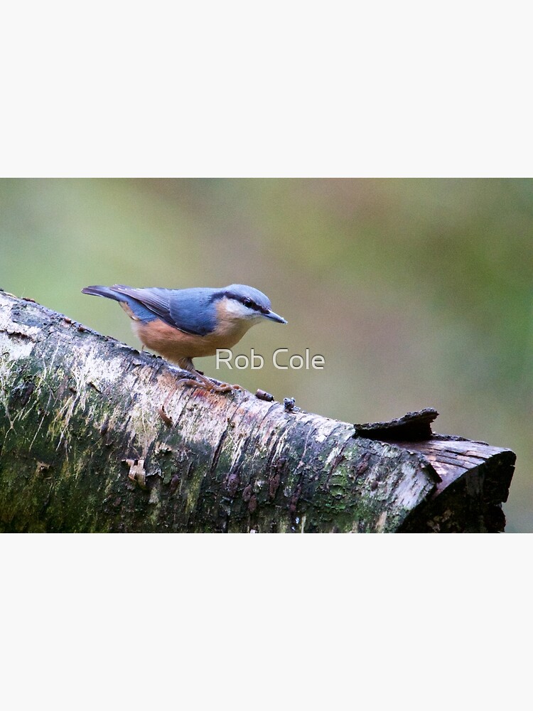 Nuthatch (Sitta europaea) by robcole