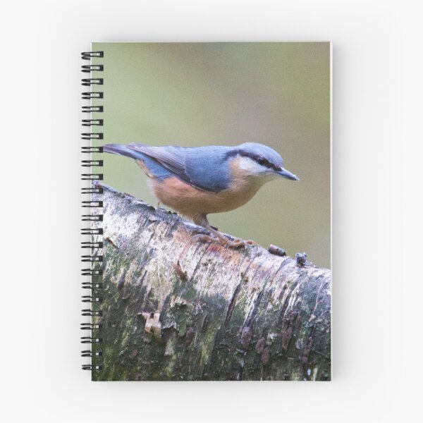 Item preview, Nuthatch (Sitta europaea) designed and sold by Rob Cole Photography.