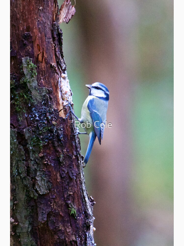 Blue Tit (Cyanistes caeruleus) by robcole