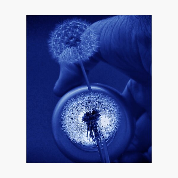 Item preview, dandelion bluish in color and backlit and mystical designed and sold by Neville Boddy.