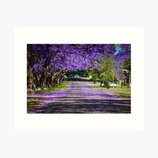 Item preview, Jacaranda Magic, taken in Grafton, NSW, Australia designed and sold by Kim Austin.