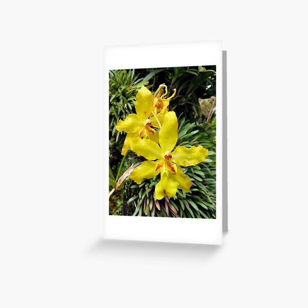 Yellow Orchids Greeting Card
