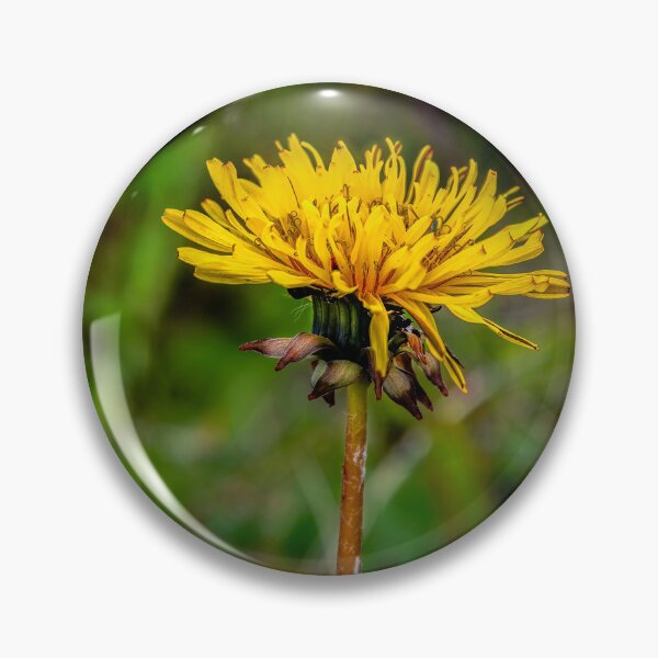 Item preview, Common dandelion designed and sold by Toi-Vido.
