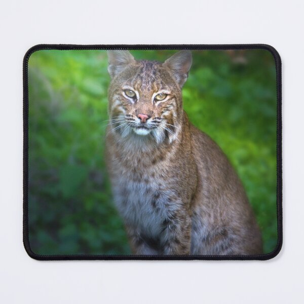 Item preview, Portrait of a Female Bobcat designed and sold by VisualVoyages.