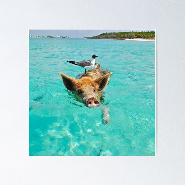 Item preview, Pig is swimming with seabird friendship designed and sold by PurefireDesigns.