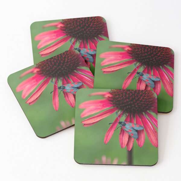 Item preview, Echinacea and moth designed and sold by Ajo Fernández.