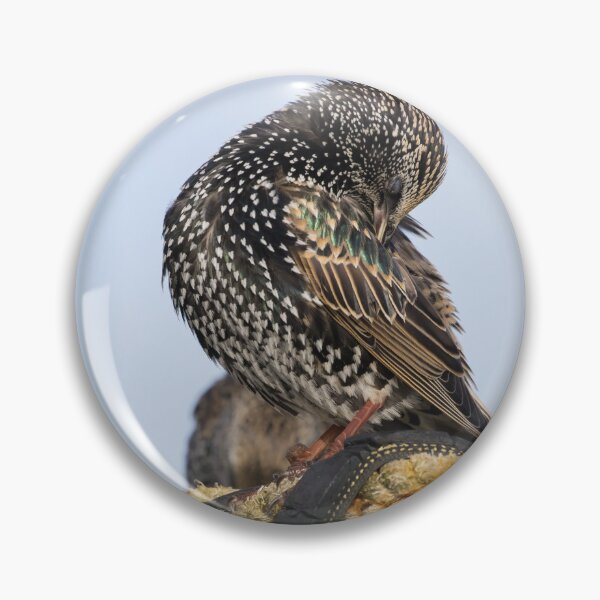 Item preview, Common Starling designed and sold by LaurenTucker.