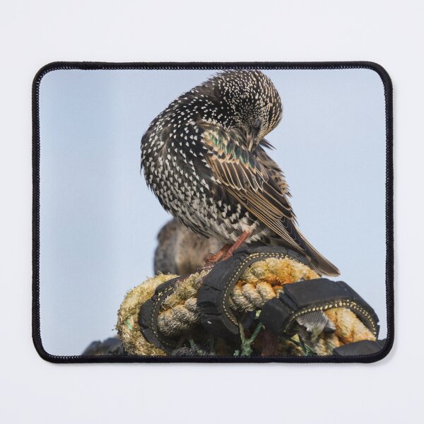 Item preview, Common Starling designed and sold by LaurenTucker.