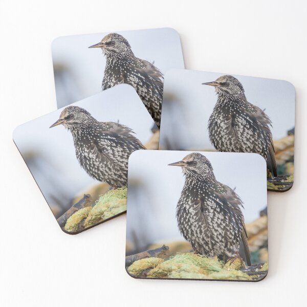 Item preview, Common Starling designed and sold by LaurenTucker.