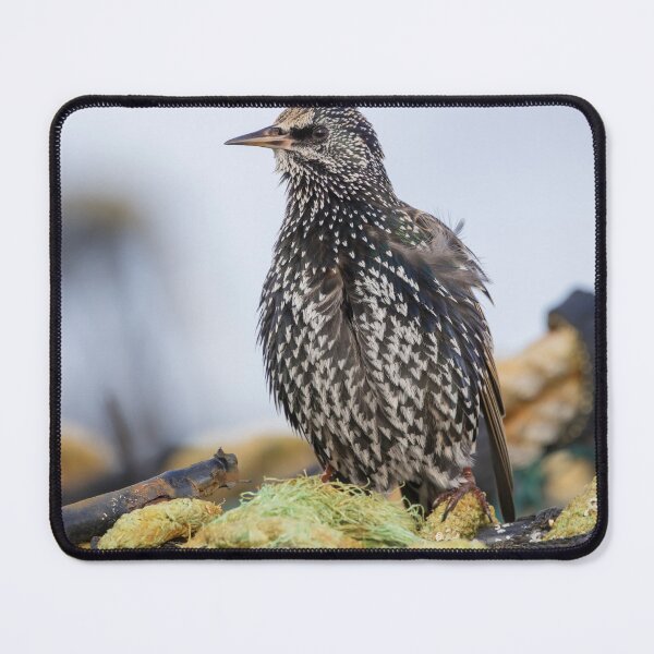 Item preview, Common Starling designed and sold by LaurenTucker.