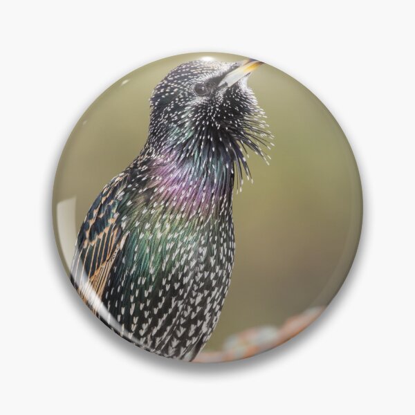 Item preview, Common Starling designed and sold by LaurenTucker.