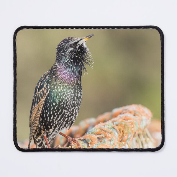 Item preview, Common Starling designed and sold by LaurenTucker.
