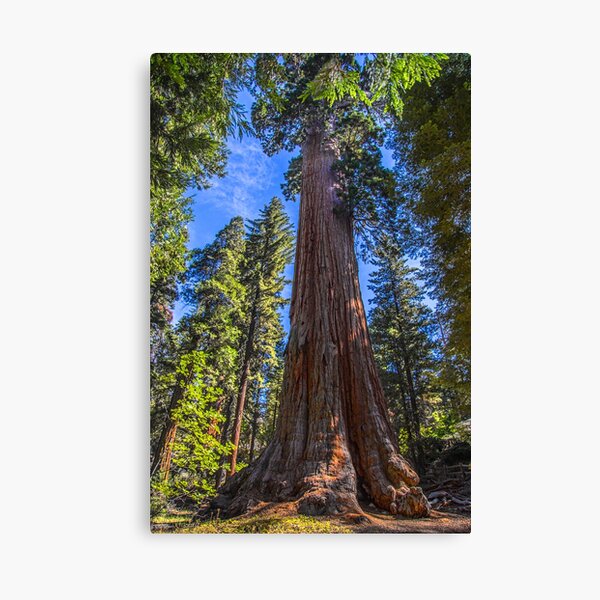 USA. California. Kings Canyon National Park. General Grant Giant Sequoia. Canvas Print