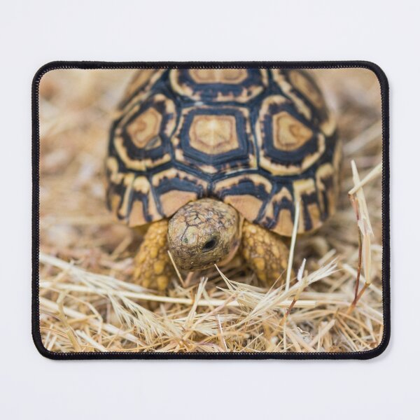 Item preview, Tortoise designed and sold by Ajo Fernández.